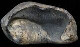 Fossil Whale Ear Bone - Miocene #40309-1